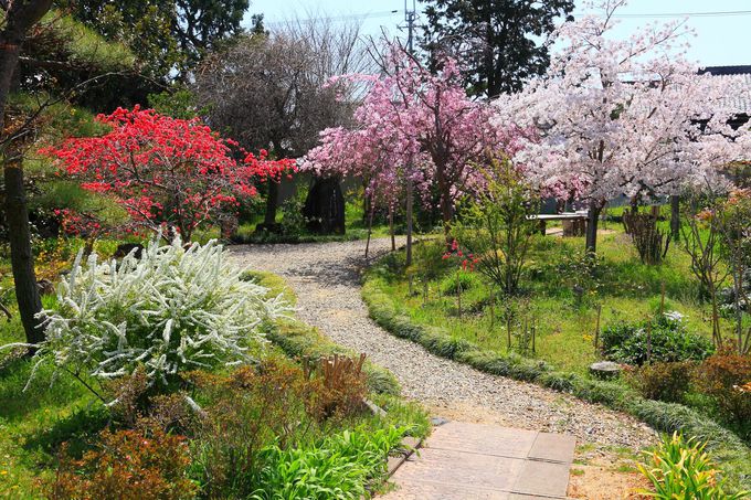 春の花に囲まれた美しい庭園は必見！尼寺で有名な「法華寺」