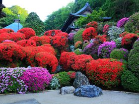 川崎市宮前区「等覚院」の境内でツツジの花に埋もれてみよう！