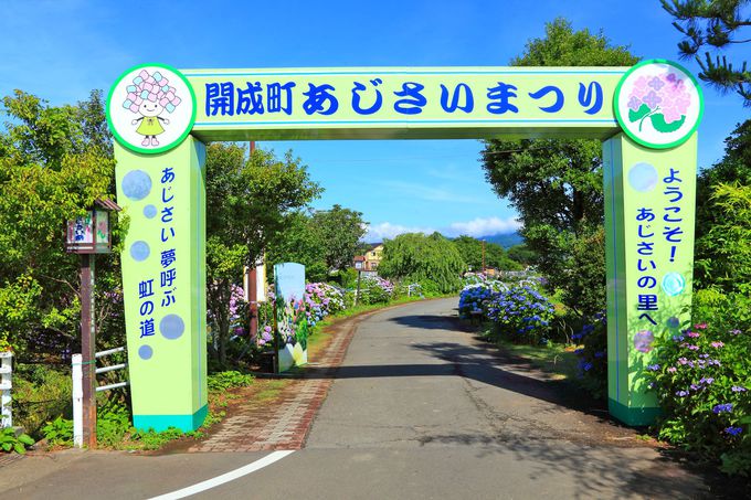 水田を取り囲む紫陽花は癒やし効果 開成町 あじさいの里 神奈川県 Lineトラベルjp 旅行ガイド