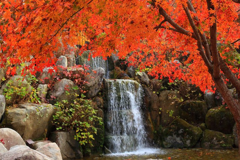 紅葉と滝とのコラボは息を呑む美しさ！山梨「山中湖花の都公園」