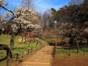 上から見る満開の梅林は圧巻！記念館もある横浜「大倉山公園」