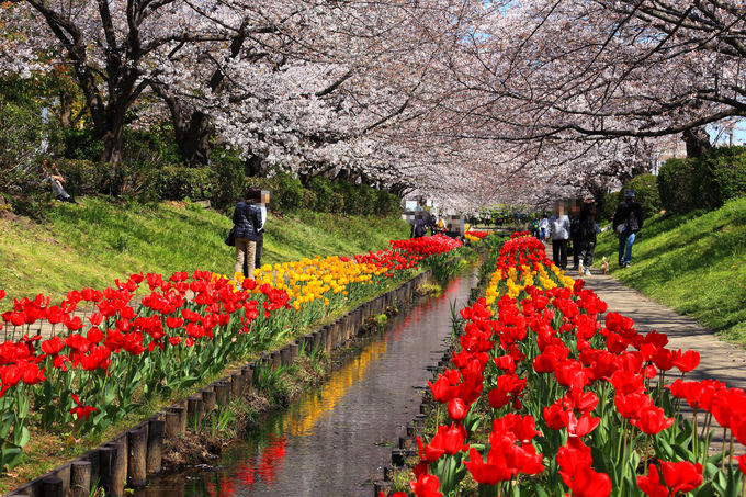 水路沿いは桜とチューリップの大行進！横浜「江川せせらぎ緑道