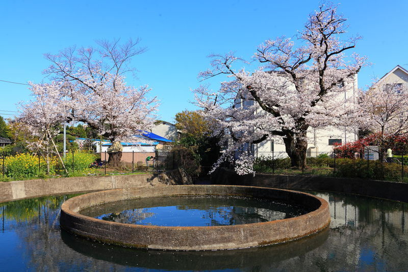 水路と満開の桜のコラボは見どころ満載！川崎「二ヶ領用水」