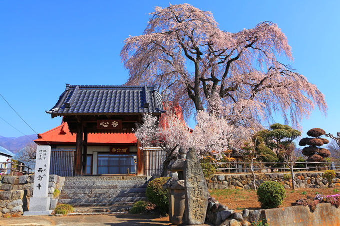 参道入口はわかりにくいがシダレ桜は圧巻！「西念寺」