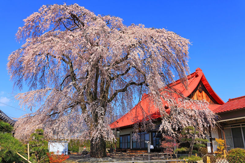 参道入口はわかりにくいがシダレ桜は圧巻！「西念寺」