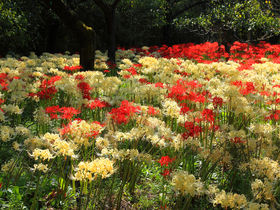 紅白の曼珠沙華は一見の価値あり！東京「郷土の森博物館」