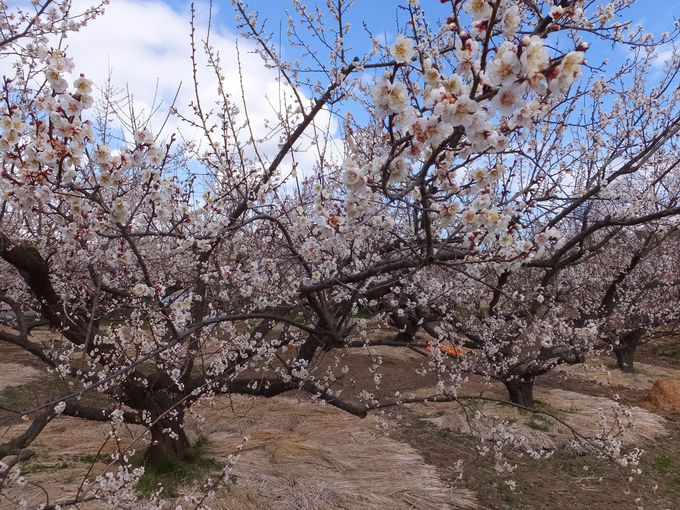 3万5千本の白梅が咲く梅の里