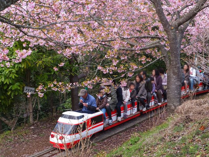 大人気のミニ鉄道は桜の下を走る本格派！