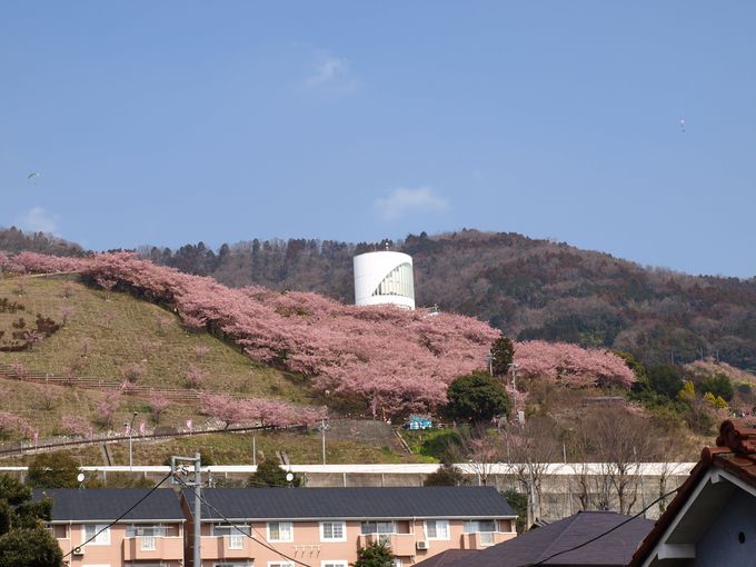 河津桜のピンクに染まる山は都心からアクセス抜群