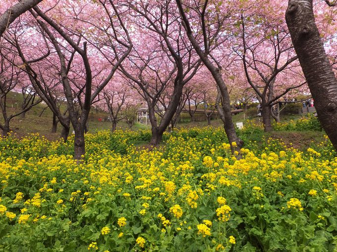 ピンクの桜と黄色の菜の花の競演