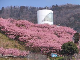 �_�ސ쌧���c���E�͒Í��Ńs���N�ɐ��܂�R�̓~�j�S���ȂǊy���݂���t�I�̋L���T���l�C��