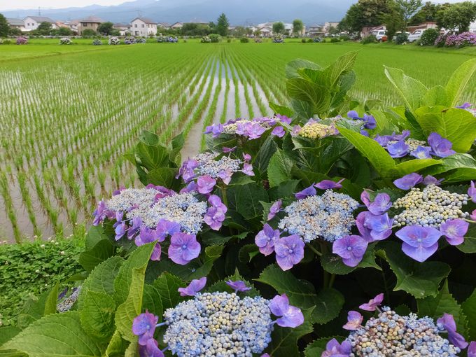 東京ドーム約３．６個分の水田地帯に咲くあじさいの花
