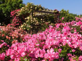 華麗なるバラの歴史をたどる花園 平塚市「花菜ガーデン・薔薇の轍」