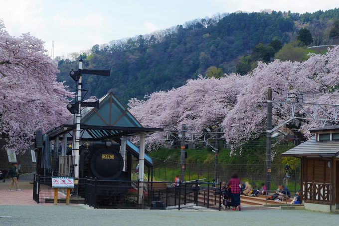 あふれる桜と鉄道のコラボ 神奈川県 山北鉄道公園 と桜並木 神奈川県 トラベルjp 旅行ガイド
