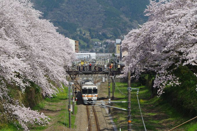電車に桜はよく似合う！