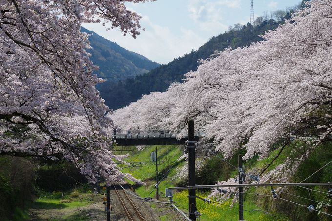 線路沿いに続く約130本の桜並木