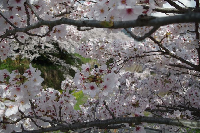 線路沿いに続く約130本の桜並木
