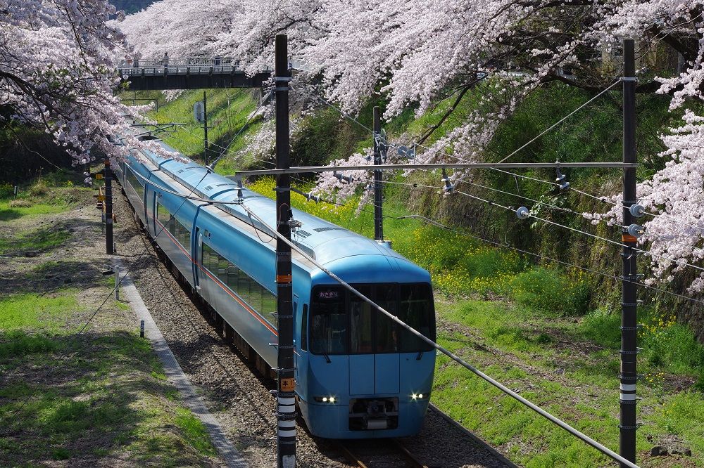 あふれる桜と鉄道のコラボ！神奈川県「山北鉄道公園」と桜並木