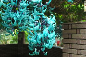 ���P���_��̉ԁI���c���t�����[�K�[�f���u�q�X�C�J�Y���v�̋L���T���l�C��