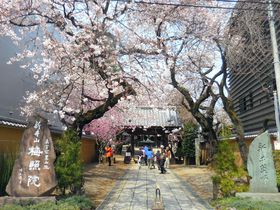 8�������͓����E�V���t�~�Ɖ@�u���̎s�v�Ńu���u���U���͂������H�̋L���T���l�C��