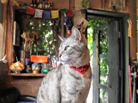 マンジウってなんだ！？神楽坂・古民家カフェ「ムギマル2」のマンジウと猫に癒される