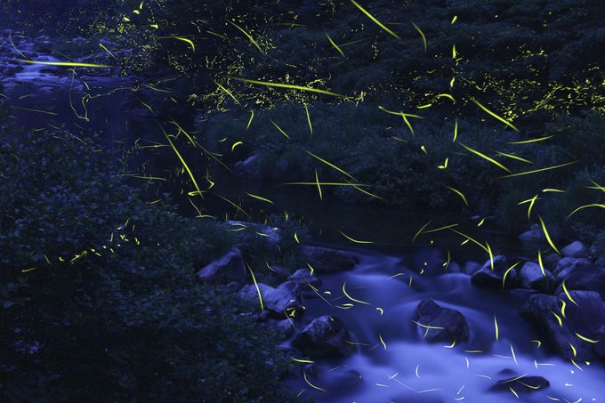 渓谷に舞う幽玄の光は、自然が魅せる見事なショー