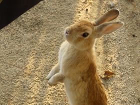 広島の“ウサギ島”大久野島でウサギに愛されるための完全ガイド