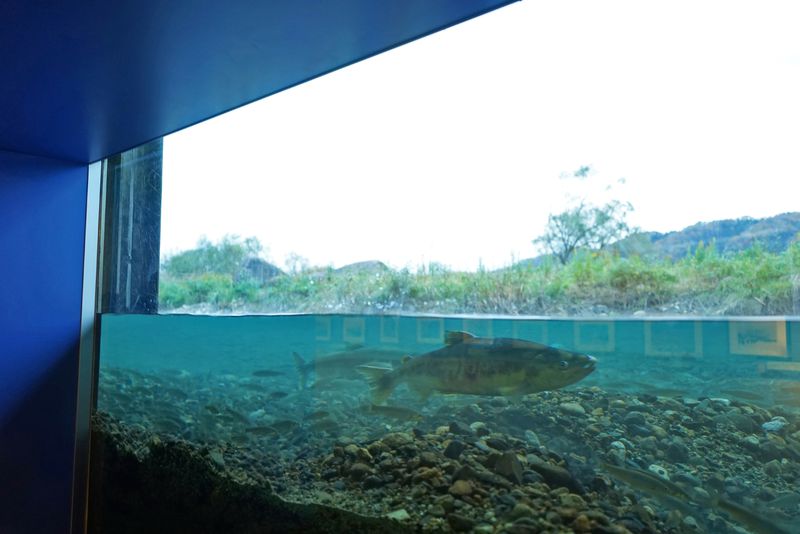 日本で最初の鮭の博物館「イヨボヤ会館」