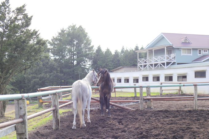 牧場内と外、両方選べる乗馬体験