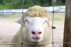 �ǂ���������q�c�W���j�b�R��!?�ɍ��ۃO���[���q��̃V���[�������̋L���T���l�C��