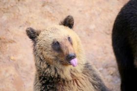 �o�C�o�C�A�e�w�y��!?�N�}����������I�k�C���u���a�V�R �F�q��v�̋L���T���l�C��