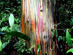 七色の木に謎の遺跡！冒険心がくすぐられるコスラエ「メンケ遺跡」