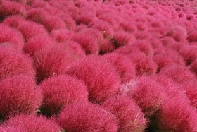 RLAɊCNAɃpX|I̎RiȃhCuR[X̋LTlC