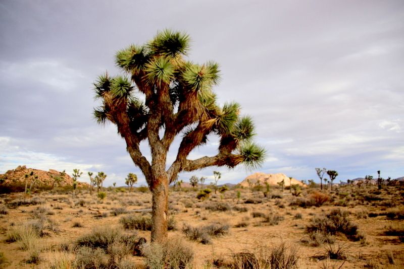 ���d�͂Ɏ}���L�т�r��̔e��