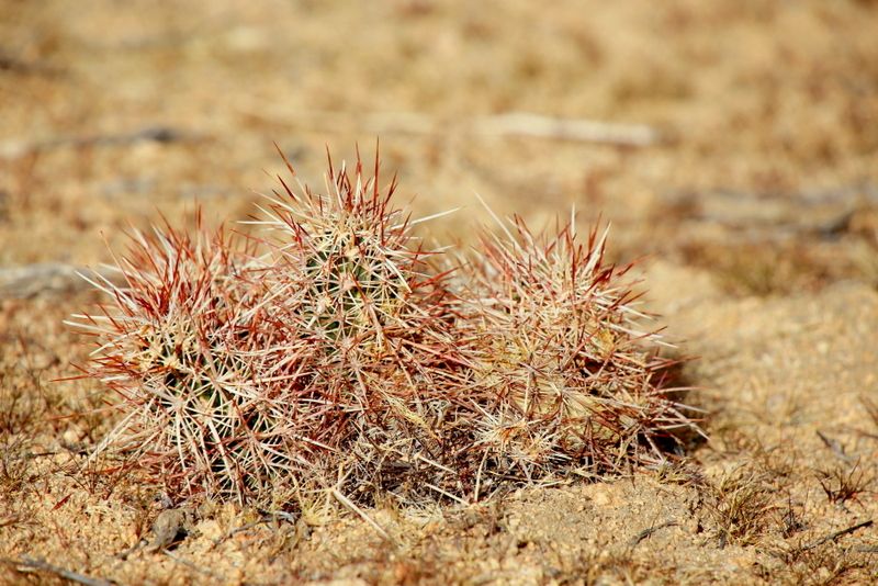 �����G���A�ɂ��鍑������