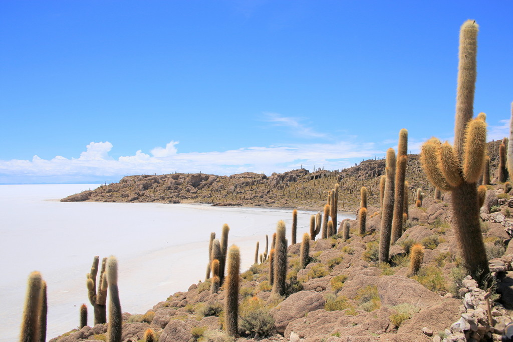 ボリビア・ウユニ塩湖を一望！奇怪に満ちた「インカ・ワシ島」