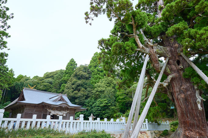 �_��I�ȕ��͋C�̉B�򏔓�