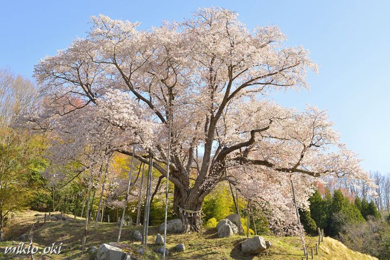 Images Of サクラの木 Japaneseclass Jp