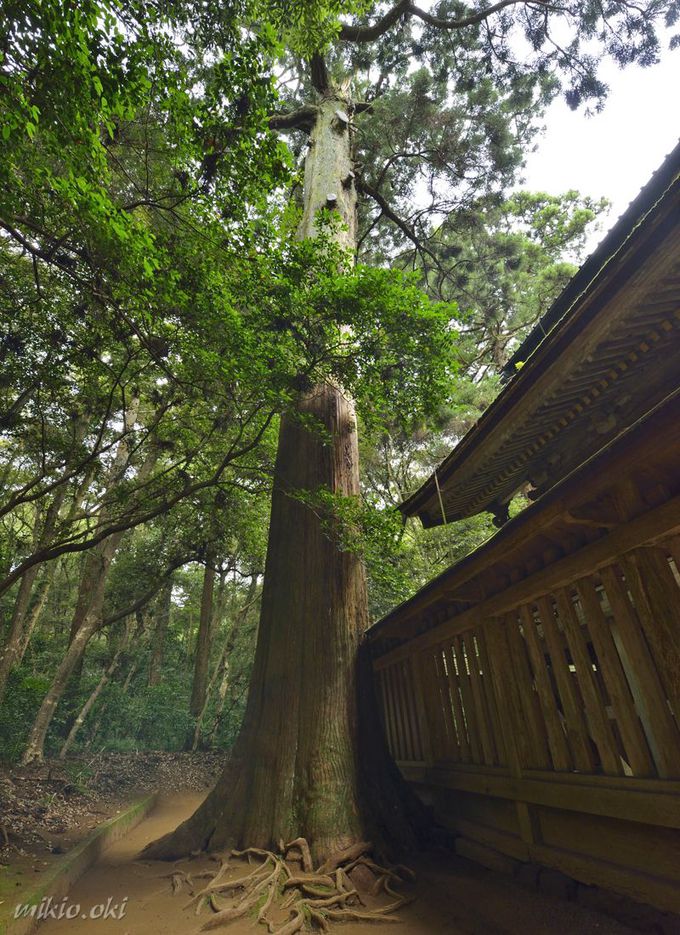 関東随一の古社 鹿島神宮で巨木巡り 広大な社叢は巨木の宝庫 茨城県 Lineトラベルjp 旅行ガイド