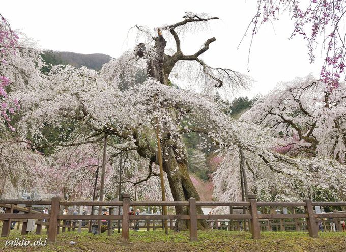 清 雲寺 しだれ 桜