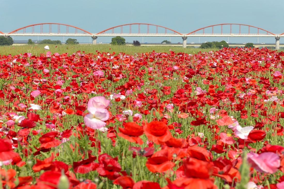 主役はポピーの花畑 ５月に埼玉 鴻巣で巡る３つの日本一 埼玉県 Lineトラベルjp 旅行ガイド