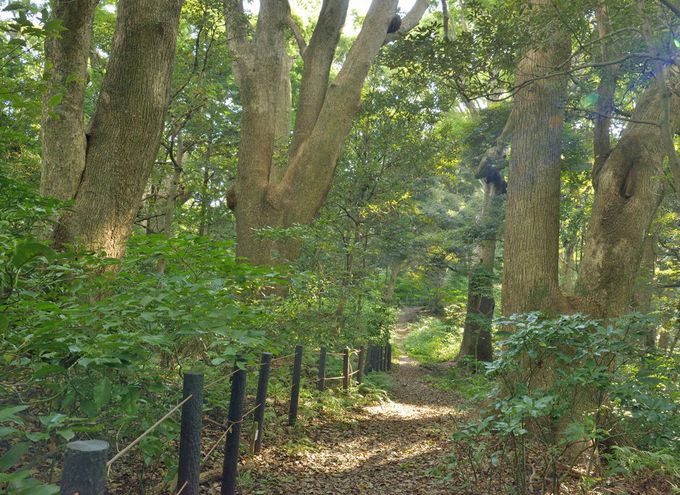 海の絶景と森林浴を満喫 神奈川の景勝地 真鶴半島 神奈川県 Lineトラベルjp 旅行ガイド