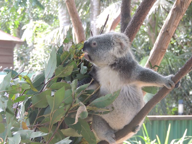 �I�[�X�g�����A�̂������ߎq�A��X�|�b�g10�I �e�q�ő厩�R�𖞋i�I