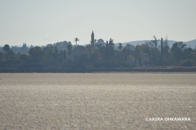 Ă͊オA~̓t~SW܂鉖