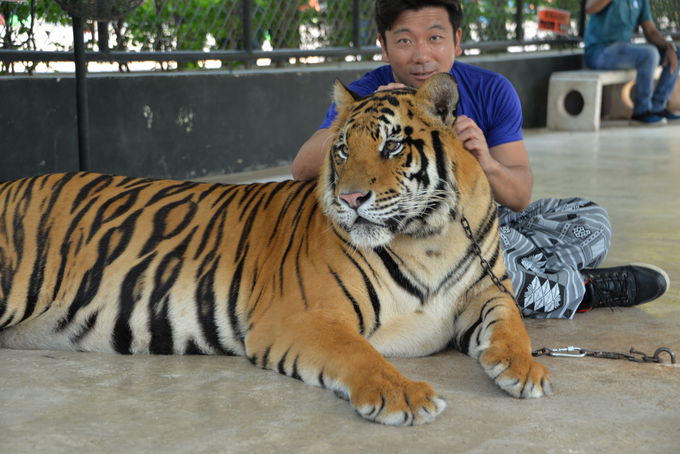 記念撮影 散歩出来る虎の動物園 タイ シラチャータイガーズー タイ トラベルjp 旅行ガイド