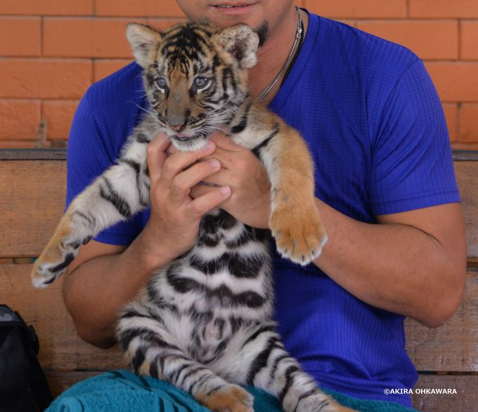 記念撮影 散歩出来る虎の動物園 タイ シラチャータイガーズー タイ Lineトラベルjp 旅行ガイド