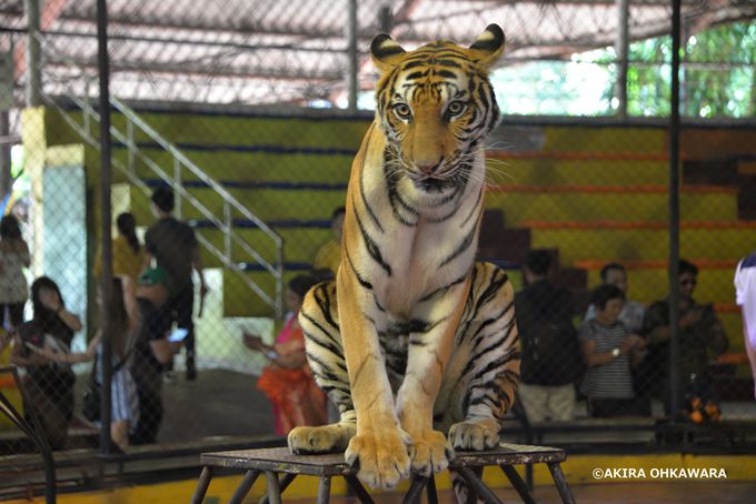 記念撮影 散歩出来る虎の動物園 タイ シラチャータイガーズー タイ トラベルjp 旅行ガイド