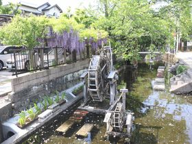 せせらぎが巡る水の廻廊都市「静岡三島」水辺のスポット５選