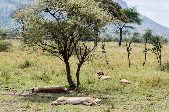 迫力の野生動物 タンザニア セレンゲティ ンゴロゴロ のサファリ タンザニア トラベルjp 旅行ガイド