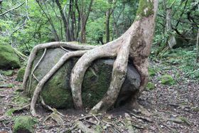 �厩�R�̃G�l���M�[���[���I�����̃p���[�X�|�b�g�u�j�r�v�啪���R�z�s�̋L���T���l�C��